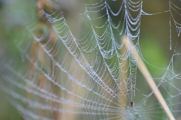 Altweibersommer, spinnennetz mit Tautropfen am Herbstmogen, herbstliche Stimmung im Garten, das...