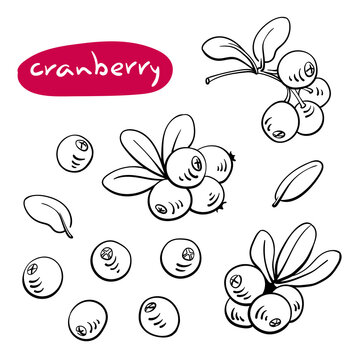 Cranberry. Black line sketch collection of fruits and berries isolated on white background. Doodle hand drawn fruits. Vector illustration