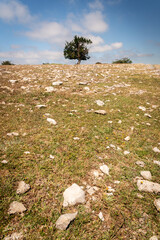 one beech tree in mountain landscape