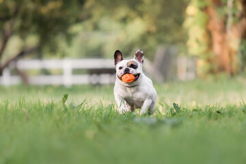 Close up of a running cute french bulldog