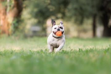 Close up of a running cute french bulldog