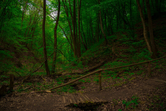 wood land landscape forest scenic view natural environment space photography of summer season day time with wild trail and broken wooden palisade
