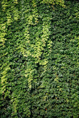 Fototapeta na wymiar Ivy texture. Ivy hedge background. Ivyberry backdrop. Ivy wallpaper. Ivyberry backround image. Ivy wall. Green wall. Green plant texture. Green leaves background. Myrtle green background
