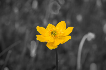 Beautiful wild yellow flower in front of monochrome background