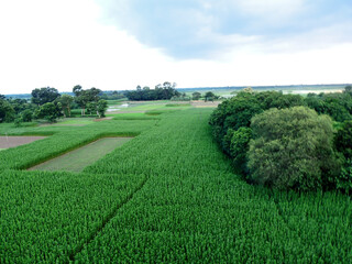 field and trees and blue sky in morning