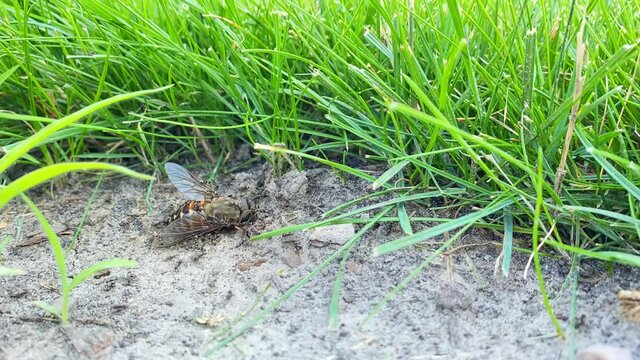 Well-coordinated teamwork of the ant family in obtaining useful things from a dead gadfly