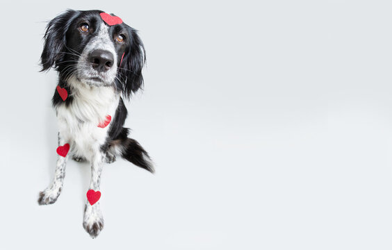 Dog san valentine's day. Cute puppy in red hearts sitting on white, gray background