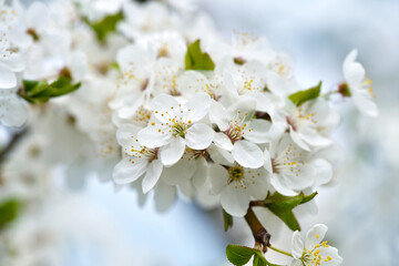 Flowers bloom on a branch of cherry against blue sky