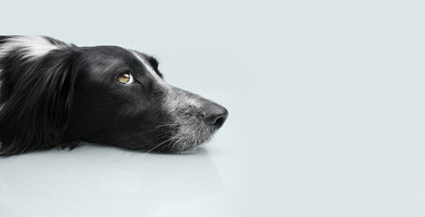 Profile dog puppy looking away and lying down with sad expression on bgray colored background