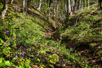 Beautiful spring forest. Bright sunny day in the forest in the mountains. Forest landscape