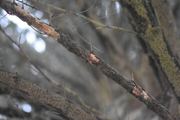 dragonfly on a tree