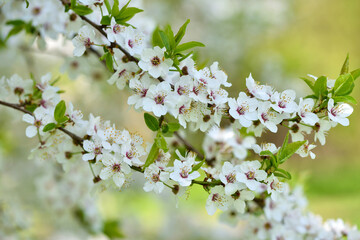 White flowers of Prunus cerasifera. Natural background