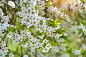 White flowers of Prunus cerasifera. Natural background