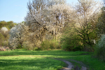 Spring landscape with flowering trees and field road in the sunlight