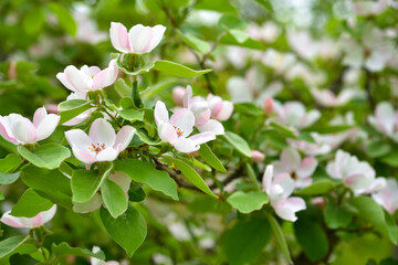 Obraz na płótnie Canvas Blossoming Quince (Cydonia oblonga) on a natural background