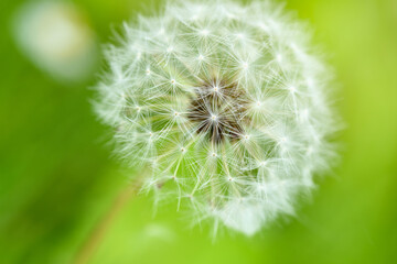 Fototapeta premium Closeup white dandelion on green background, selective focus