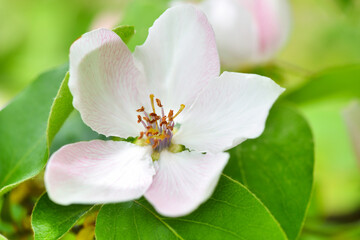 Closeup of single white quince flower (Cydonia oblonga) on a natural background