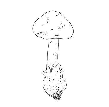 Illustration of a mushroom in the style of linart