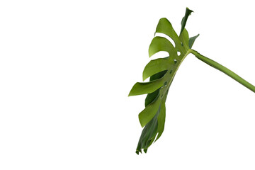Green plant monstera on white background.