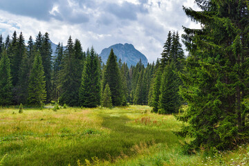 Fototapeta na wymiar Wonderful landscape in the national park Durmitor in Montenegro, Europe.