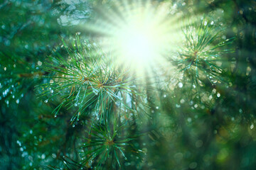 Fototapeta na wymiar The sun's rays through the branches of a pine tree after the rain. Beautiful natural forest eco-friendly background with a blurred background