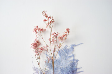 Pink-blue dry flowers on white background.