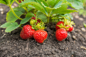 Large red strawberries and green leaves. Red strawberries grow in the garden on the soil