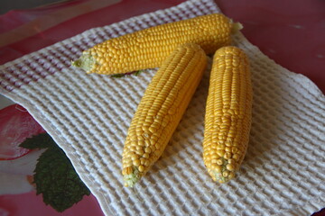 Cobs of fresh young corn on a towel