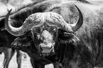 Old African buffalo walking through the heat of the day in the Kruger Park in South Africa
