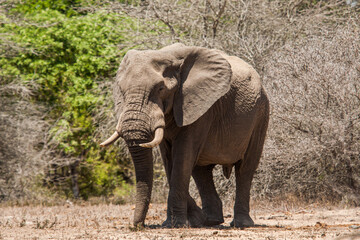 Fototapeta na wymiar African elephant bull walking in the heat of the Kruger Park sun in South Africa