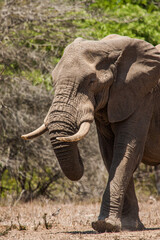Naklejka na ściany i meble African elephant bull walking in the heat of the Kruger Park sun in South Africa