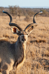 Greater Kudu walking across the savannah in the early morning light in Africa