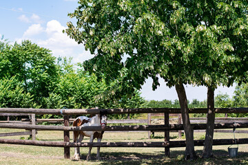 A close up of white brown horse standing behind a old wooden fence next to the linden trees in a horse farm. Muzzle threaded through fence. Blue sky in the background and green field