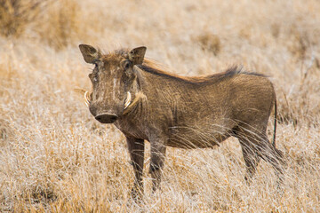 Male warthog walking through the dead grass in the Kruger Park in South Africa