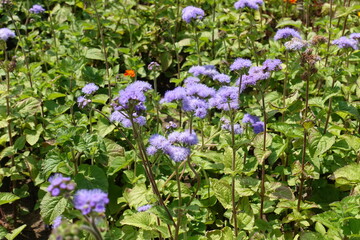 Obraz premium Vibrant lavender colored flowers of Ageratum houstonianum in mid July