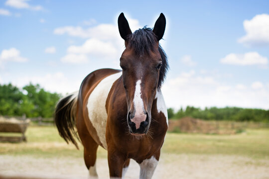 Panorama Of Horse Looking Straight Forward, On A Blurred Background Of Sky And Grass. Portrait Of A Bay Gelding. Thoroughbred Chestnut Stallion. Horse Head Close Up In The Summer Field, Farm