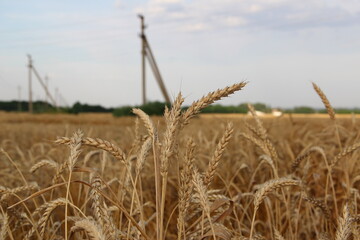 Fototapeta premium Ears of ripe wheat on the background of a field, sky and electric pillars, close-up