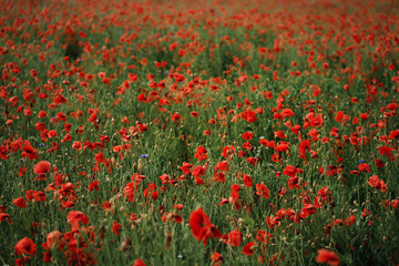 Beautiful summer day. Red poppy field.