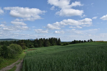 A field of oats and wheat under a cloudy sky, Sainte-Apolline, Québec, Canada