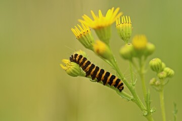 Raupe des Jakobskrautbären (Tyria jacobaeae) an Jakobskreuzkraut (Senecio jacobaea).