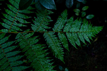 plante endémique de la Réunion 