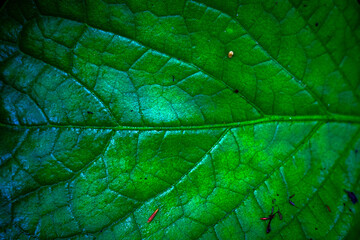 plante endémique de la Réunion 