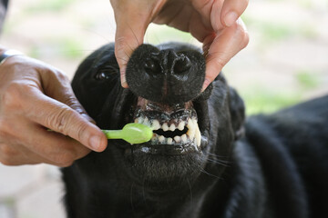 Black dog brushes his teeth clean.