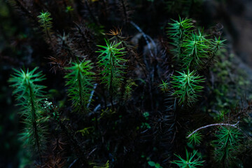 plante endémique de la Réunion 