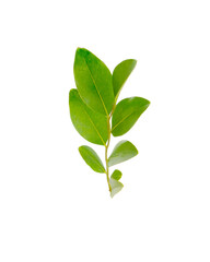 Old, overwintered leaves of ligustrum plant isolated on white background