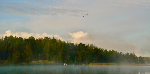 Obraz na płótnie Canvas Swans flying on an autumn morning