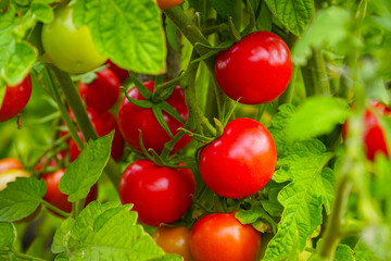 Beautiful ripe Red tomatoes on a bush in the garden