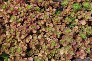 Green and pink leafage of Sedum spurium in mid July