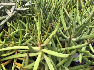 Thick patch of aloe vera plants in pots