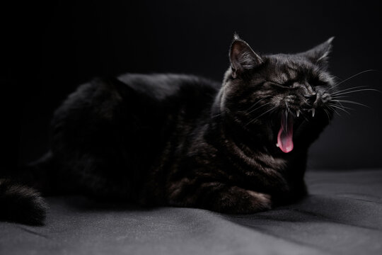 Adorable scottish black tabby cat on black background.